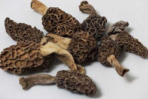 羊肚菌有毒嗎？羊肚菌可以人工種植嗎？