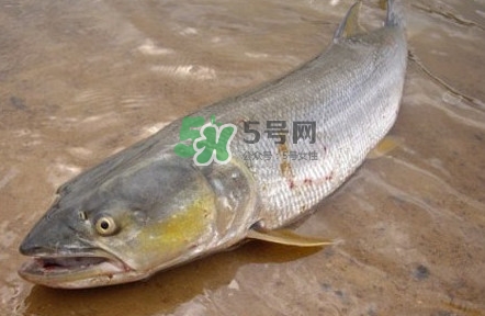 鳡魚(yú)怎么釣？鳡魚(yú)在魚(yú)缸里怎么養(yǎng)