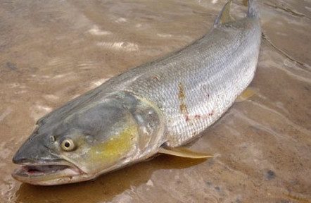 鳡魚吃什么？翹嘴魚和鳡魚有什么區(qū)別