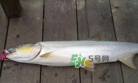 釣鳡魚用什么路亞竿好？路亞鳡魚用什么餌好