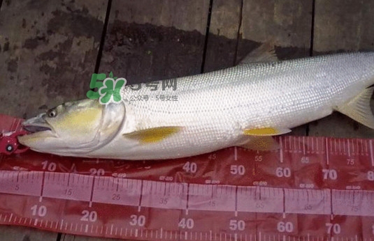 一般鳡魚能長(zhǎng)到多大？鳡魚與假鳡魚怎么區(qū)分