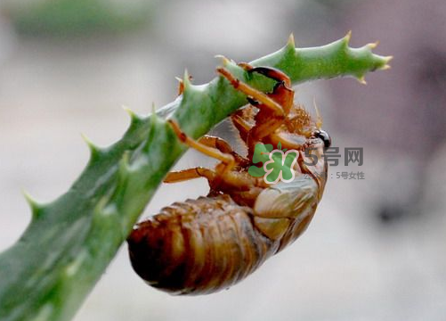 金蟬怎么保存一夜不死？怎樣保存一夜金蟬不死？