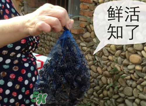 金蟬怎么保存一夜不死？怎樣保存一夜金蟬不死？