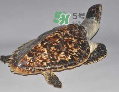 玳瑁龜好養(yǎng)嗎？養(yǎng)玳瑁龜違法嗎