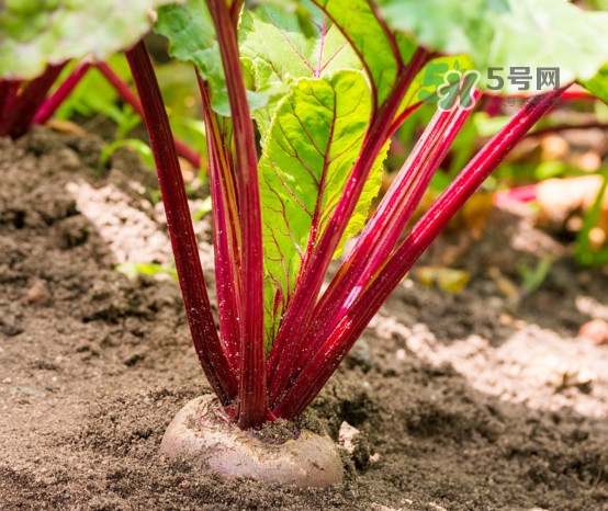 甜菜根是什么菜？甜菜根什么季節(jié)收獲