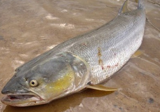 鳡魚怎么釣？鳡魚在魚缸里怎么養(yǎng)