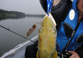 鳡魚好吃嗎？鳡魚刺多嗎