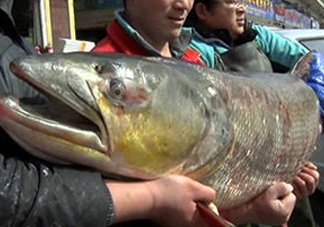 鳡魚是什么魚？鳡魚是淡水魚嗎