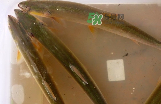 鳡魚(yú)怎么做好吃？鳡魚(yú)有天敵嗎