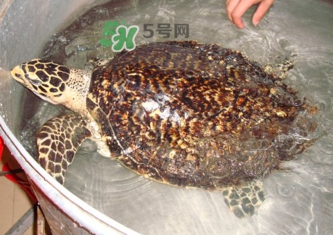 玳瑁龜好養(yǎng)嗎？養(yǎng)玳瑁龜違法嗎