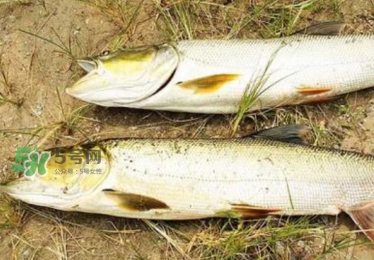 鳡魚(yú)怎么釣？鳡魚(yú)在魚(yú)缸里怎么養(yǎng)