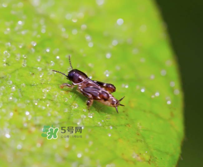 跳蚤會(huì)寄生在人身上嗎？跳蚤會(huì)在人身上存活嗎？