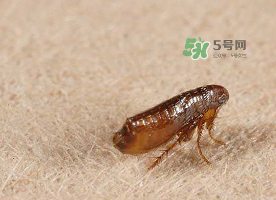 跳蚤會(huì)寄生在人身上嗎？跳蚤會(huì)在人身上存活嗎？