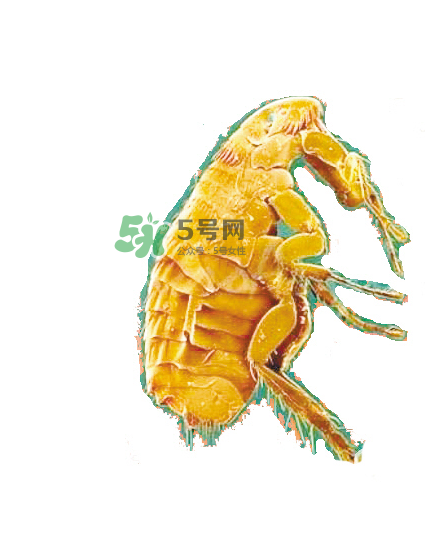 跳蚤會(huì)飛嗎？跳蚤會(huì)咬人嗎？
