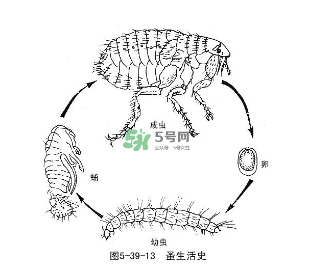跳蚤會(huì)飛嗎？跳蚤會(huì)咬人嗎？