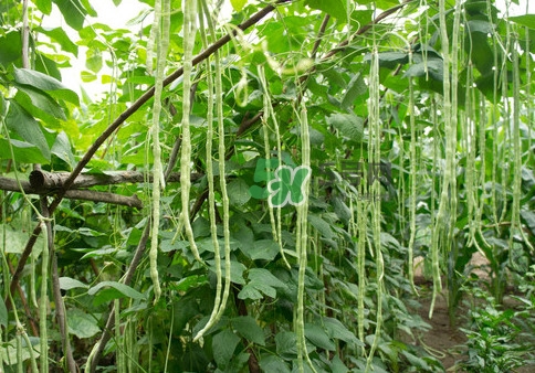 豇豆是什么樣的？豇豆是長豆角嗎？