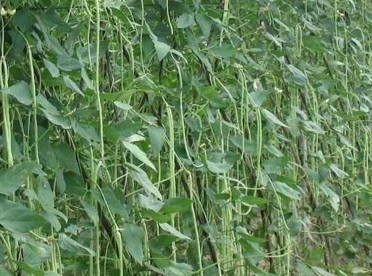 缸豆可以生吃嗎？缸豆可以炒雞蛋嗎