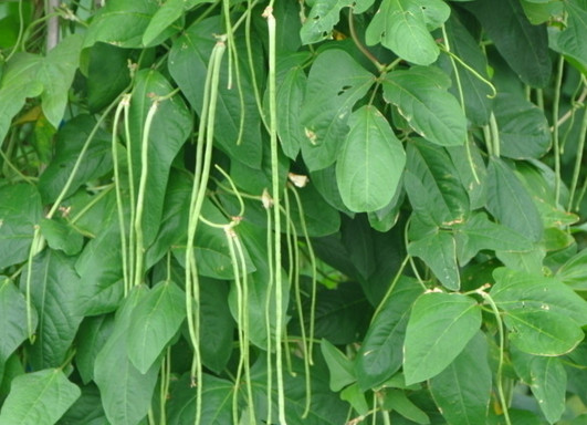 缸豆幾月份種？缸豆什么時候播種？