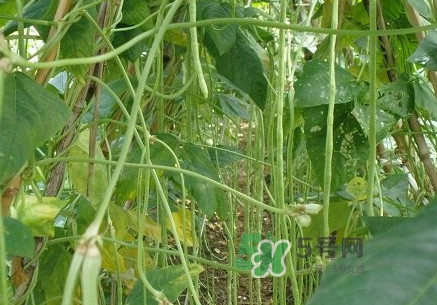 缸豆什么季節(jié)有？缸豆是幾月的蔬菜