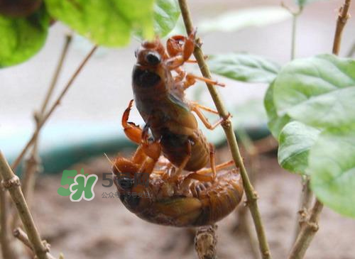 金蟬為什么這么貴？野生金蟬和養(yǎng)殖金蟬的區(qū)別