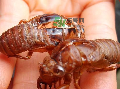 金蟬為什么這么貴？野生金蟬和養(yǎng)殖金蟬的區(qū)別