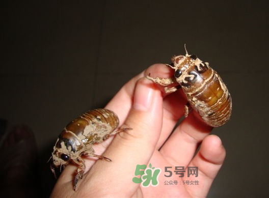 金蟬晚上幾點出來？金蟬為什么晚上出來？