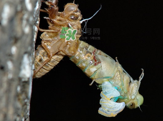 金蟬晚上幾點出來？金蟬為什么晚上出來？