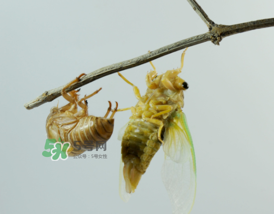 金蟬什么時候最多？金蟬什么時候沒有？