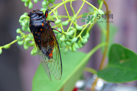 金蟬什么時候最多？金蟬什么時候沒有？