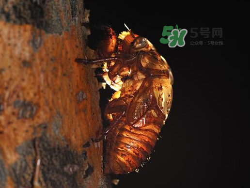 金蟬殼多少錢一斤？金蟬殼價格