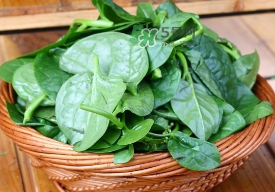 木耳菜是什么季節(jié)的菜？木耳和木耳菜有區(qū)別嗎