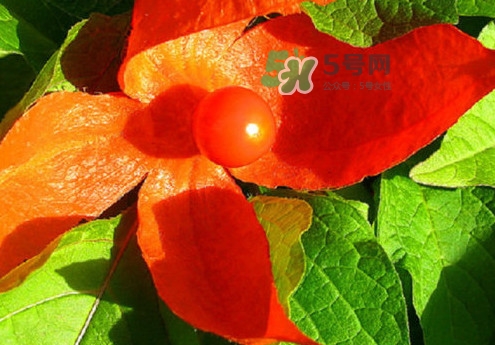 菇娘能多吃嗎？菇娘有什么營養(yǎng)價值
