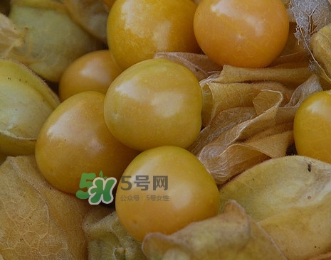 黃菇娘幾月種植？黃菇娘的種植注意事項(xiàng)