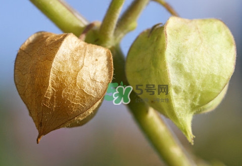 菇娘是寒性還是熱性？菇娘是哪里產(chǎn)的