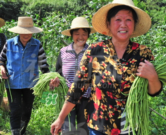 九月份可以種什么蔬菜？九月份適合種植什么蔬菜？
