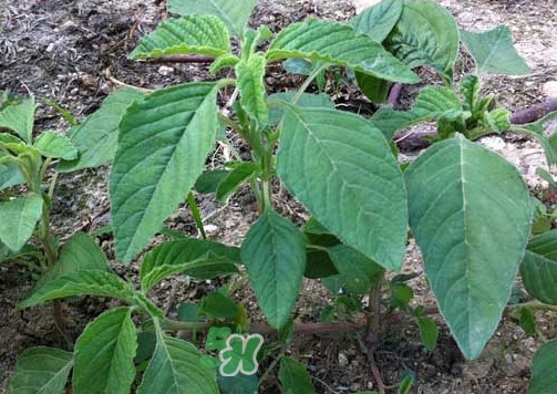 野莧菜孕婦能吃嗎？莧菜和野莧菜的區(qū)別