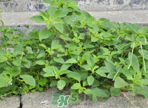 野莧菜什么人不能吃？野莧菜不能和什么一起吃