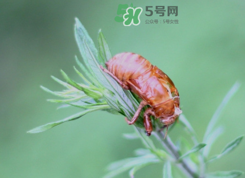 知了殼能治過敏性鼻炎嗎？知了殼可以治過敏性鼻炎嗎？