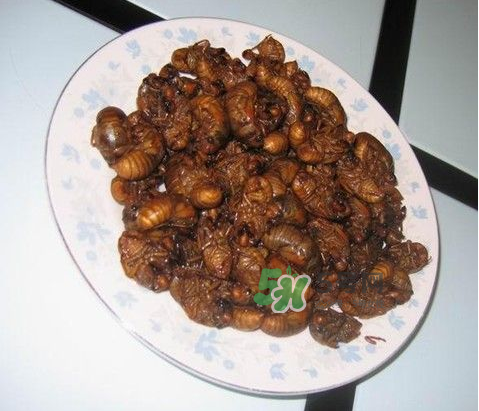 吃金蟬過敏怎么辦？吃金蟬為什么會過敏？