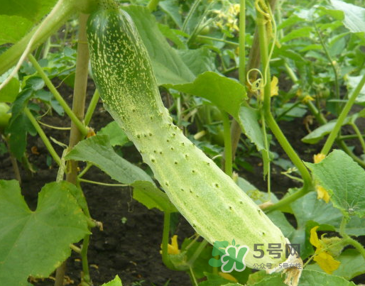 立秋可以種什么菜？立秋后可以種什么菜？