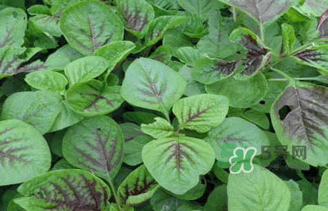 炒野莧菜要焯水嗎？野莧菜和山藥能在一起吃嗎