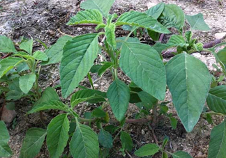 野莧菜孕婦能吃嗎？莧菜和野莧菜的區(qū)別