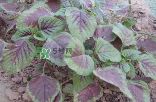 野莧菜有毒嗎？野莧菜怎么吃