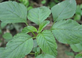 野莧菜有刺嗎？野莧菜和刺莧菜一樣嗎
