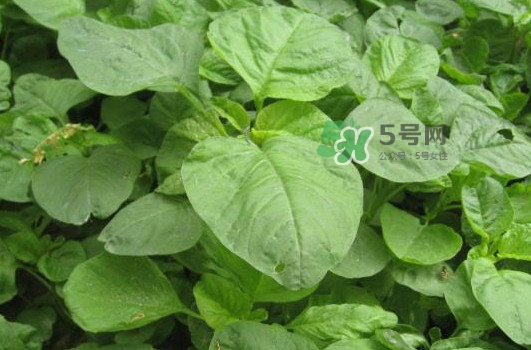 野莧菜孕婦能吃嗎？莧菜和野莧菜的區(qū)別