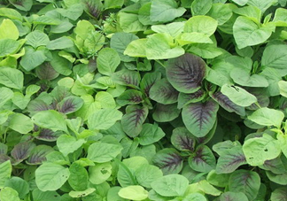 野莧菜有毒嗎？野莧菜怎么吃