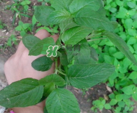 野莧菜有刺嗎？野莧菜和刺莧菜一樣嗎