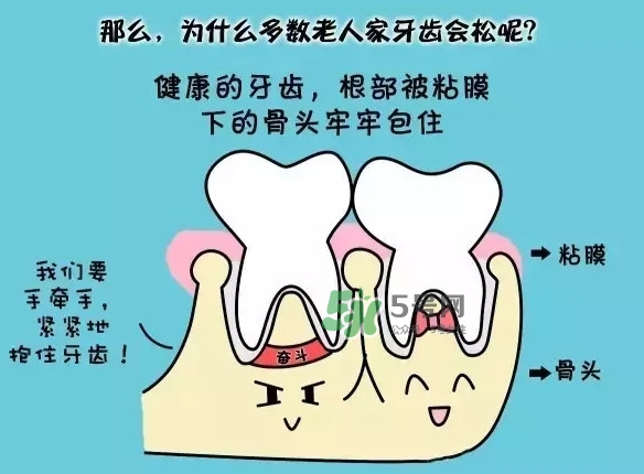 牙齒松動會自己好嗎？牙齒松動會自己掉嗎