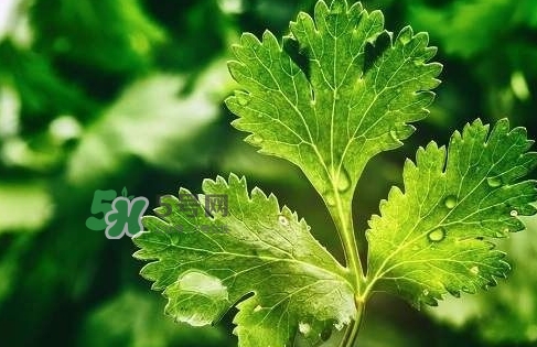 glico香菜百力滋好吃嗎？香菜百力滋多少錢