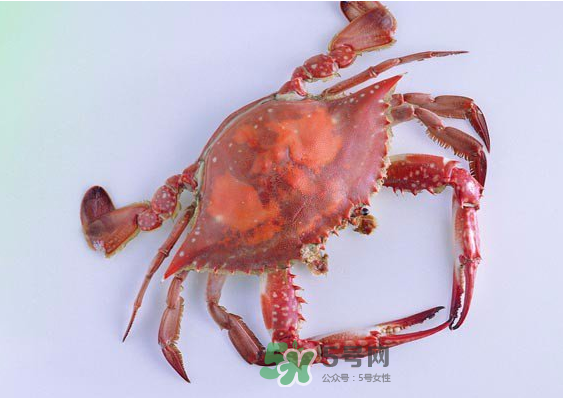 海蟹多少錢(qián)一斤2017？2017海蟹價(jià)格